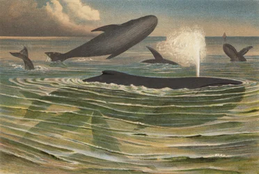 Humpback Whale